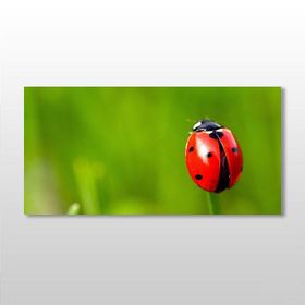 Technopa Uğur Böceği 60x30 cm Kanvas Tablo