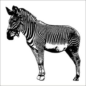 Technopa Zebra 100 cm Folyo Duvar Stickerı
