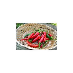 Tohhum 10+ Acı Kuş Biberi Bırd Pepper Tohumu