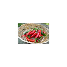 Tohhum 10+ Acı Kuş Biberi Bırd Pepper Tohumu