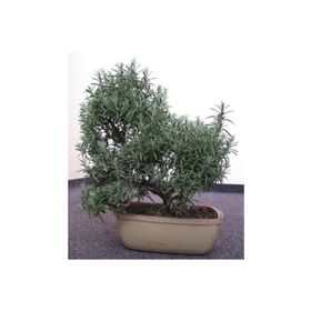 Tohhum 10 Biberiye Bonsai Ağacı Tohumu