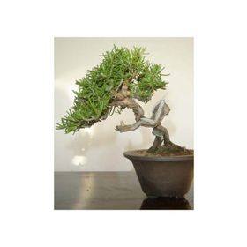 Tohhum 10 Biberiye Bonsai Ağacı Tohumu
