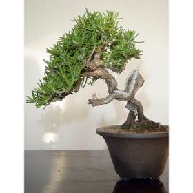 Tohhum 10 Biberiye Bonsai Ağacı Tohumu