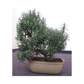 Tohhum 10 Biberiye Bonsai Ağacı Tohumu