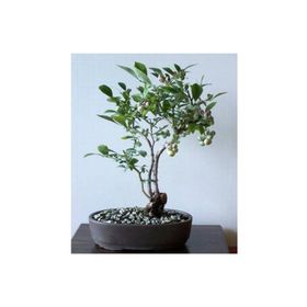 Tohhum 10+ Blueberry Bonsai Ağacı Tohum