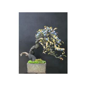 Tohhum 10+ Blueberry Bonsai Ağacı Tohum