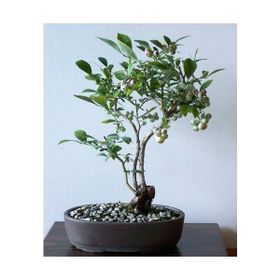 Tohhum 10+ Blueberry Bonsai Ağacı Tohum