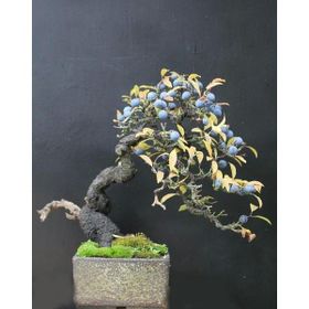 Tohhum 10+ Blueberry Bonsai Ağacı Tohum