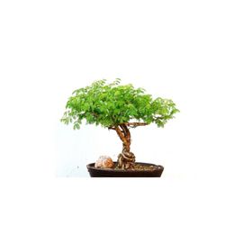 Tohhum 10+ Bodur Akasya Ağacı Tohum