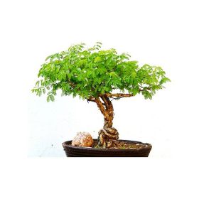 Tohhum 10+ Bodur Akasya Ağacı Tohum