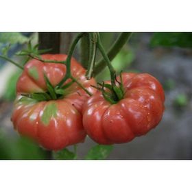 Tohhum 10 Dev Pembe Belçika Domatesi Giant Belgium Tohum