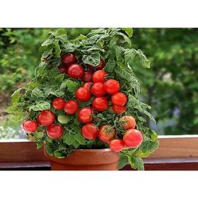 Tohhum 10 Mini Saksı Domatesi Tinny Tim Tohumu