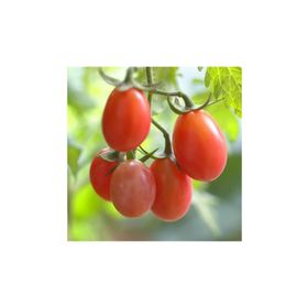 Tohhum 10 Rosalita Pembe Cherry Domates Tohum