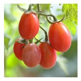 Tohhum 10 Rosalita Pembe Cherry Domates Tohum