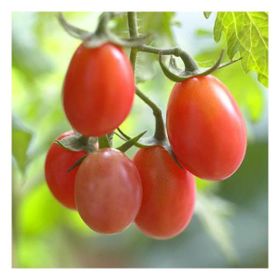 Tohhum 10 Rosalita Pembe Cherry Domates Tohum
