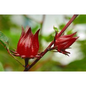 Tohhum 10+ Şifalı Roselle Bitkisi Tohum