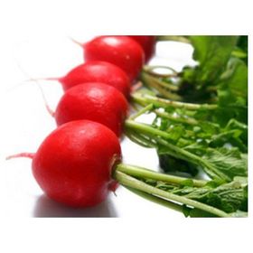 Tohhum 100 Minik Kırmızı Turp Tohumu