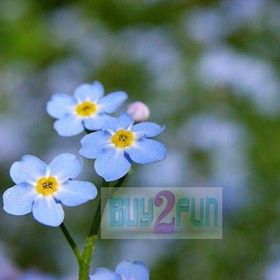 Tohhum 1000+ Karışık Kır Çiçekleri Tohum