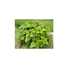 Tohhum 1001 Şifalı Oğulotu Limon Otu Melissa Tohumu