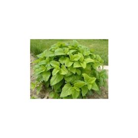 Tohhum 1001 Şifalı Oğulotu Limon Otu Melissa Tohumu
