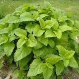Tohhum 1001 Şifalı Oğulotu Limon Otu Melissa Tohumu