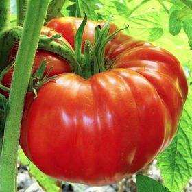 Tohhum 15 Kırmızı Beefsteak Domates Tohumu