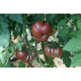 Tohhum 15 Mor Sukabağı Domatesi Purple Calabash Tohum