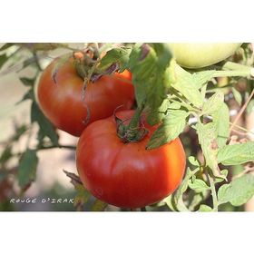 Tohhum 15 Rouge D''Irak Domatesi Tohumu