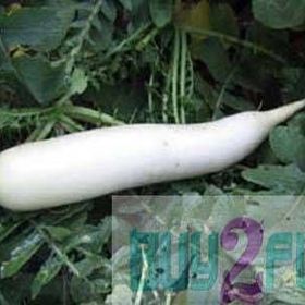 Tohhum 25 Adet Uzun Çin Turbu Tohumu
