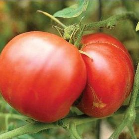 Tohhum 25+ Adet Yerli Marmande Domatesi Tohumu