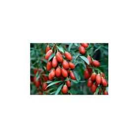 Tohhum 25+ Gojiberry Meyvesi Tohum