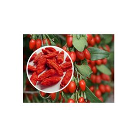 Tohhum 25+ Gojiberry Meyvesi Tohum