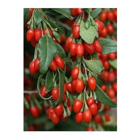 Tohhum 25+ Gojiberry Meyvesi Tohum
