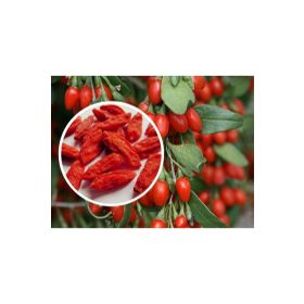 Tohhum 25+ Gojiberry Meyvesi Tohum