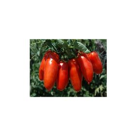Tohhum 25+ San Marzano Domates Tohum