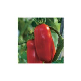 Tohhum 25+ San Marzano Domates Tohum