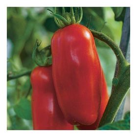 Tohhum 25+ San Marzano Domates Tohum