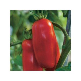 Tohhum 25+ San Marzano Domates Tohum