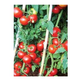 Tohhum 25 Sırık Domates Tohumu