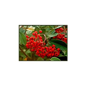 Tohhum 25+Tohum Redberry Tavşan Elması Tohumu
