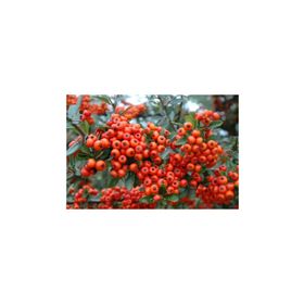 Tohhum 25+Tohum Redberry Tavşan Elması Tohumu