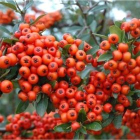 Tohhum 25+Tohum Redberry Tavşan Elması Tohumu