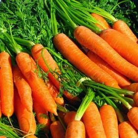 Tohhum 300+ Adet İtalyan Parmak Havuç Tohum