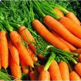 Tohhum 300+ Adet İtalyan Parmak Havuç Tohum
