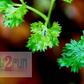 Tohhum 300+ Kıvırcık Maydonoz Tohum