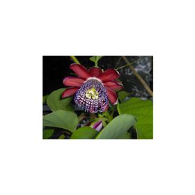 Tohhum 5 Adet Passiflora Alata Tohumu