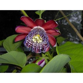 Tohhum 5 Adet Passiflora Alata Tohumu