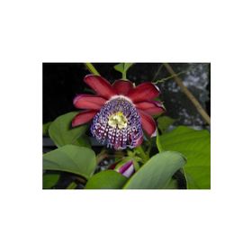 Tohhum 5 Adet Passiflora Alata Tohumu