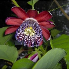 Tohhum 5 Adet Passiflora Alata Tohumu
