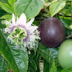 Tohhum 5 Adet Passiflora Tohumu